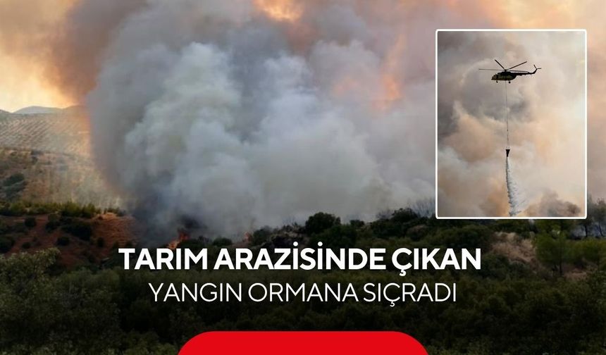 Manisa'da alevler bir anda ormana sıçradı! Havadan müdahale başladı