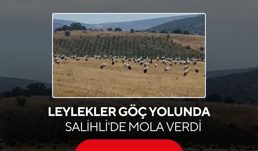 Leylekler göç yolunda Salihli'de mola verdi