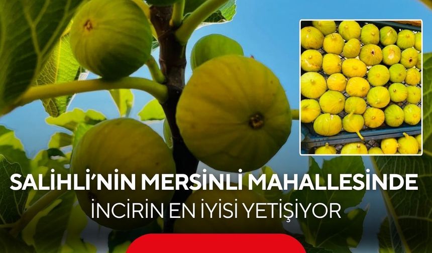 Salihli'nin Mersinli Mahallesi'nde incir bereketi