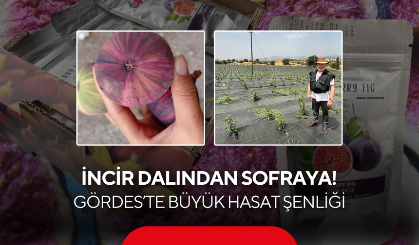 İncir dalından sofraya! Gördes’te büyük hasat şenliği