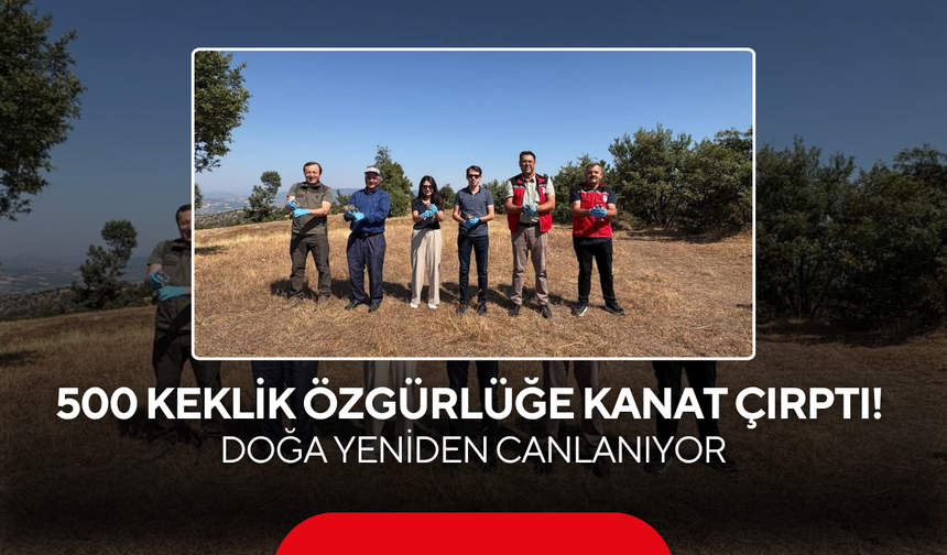 500 Keklik Özgürlüğe Kanat Çırptı! Doğa Yeniden Canlanıyor