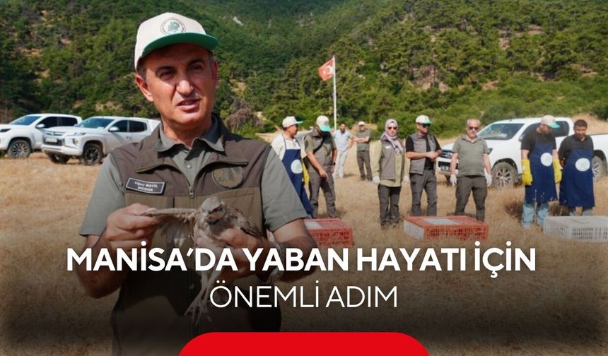 Manisa’da doğaya 1.200 kınalı keklik salındı! Sayıları 37 bin 950’ye ulaştı