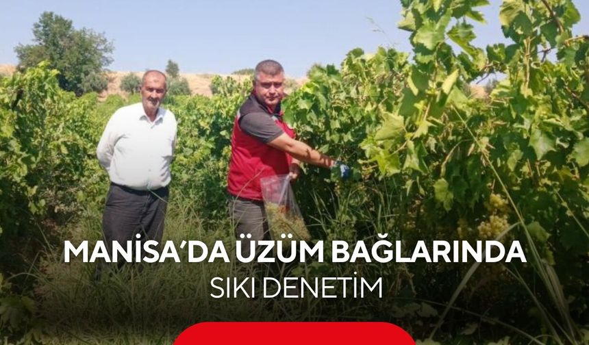 Manisa’da üzüm bağlarında sıkı denetim! Numuneler tek tek alındı...