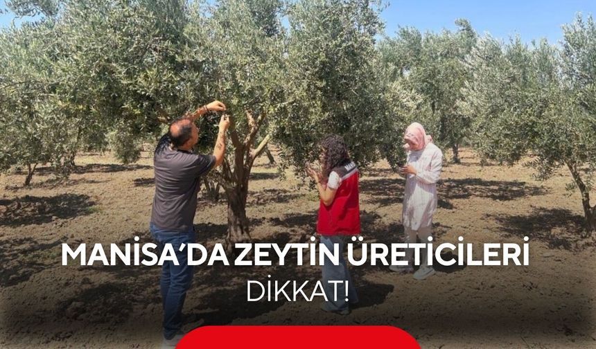 Manisa’da zeytin üreticileri dikkat! Zeytin sineğine karşı alarm