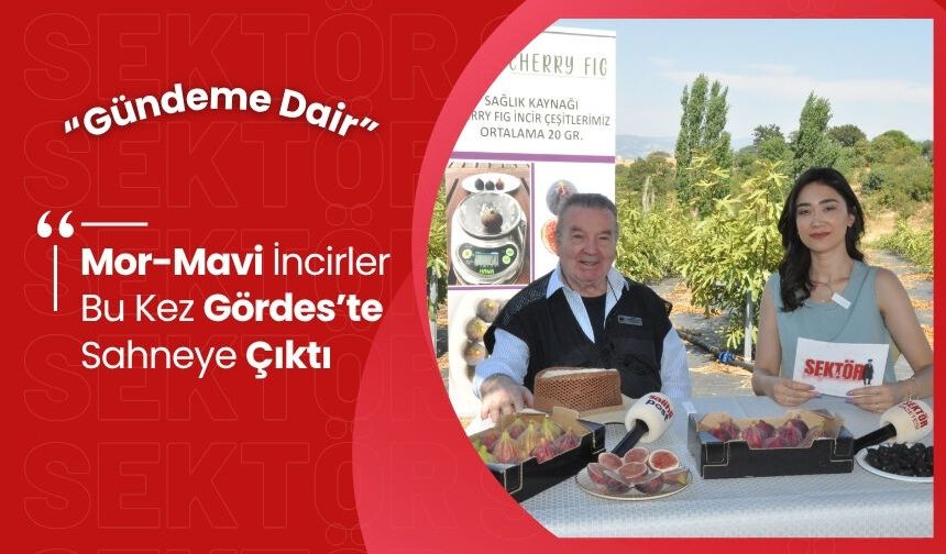 Mor-Mavi İncirler Dalından İndi! Gördes’te Renkli Hasat