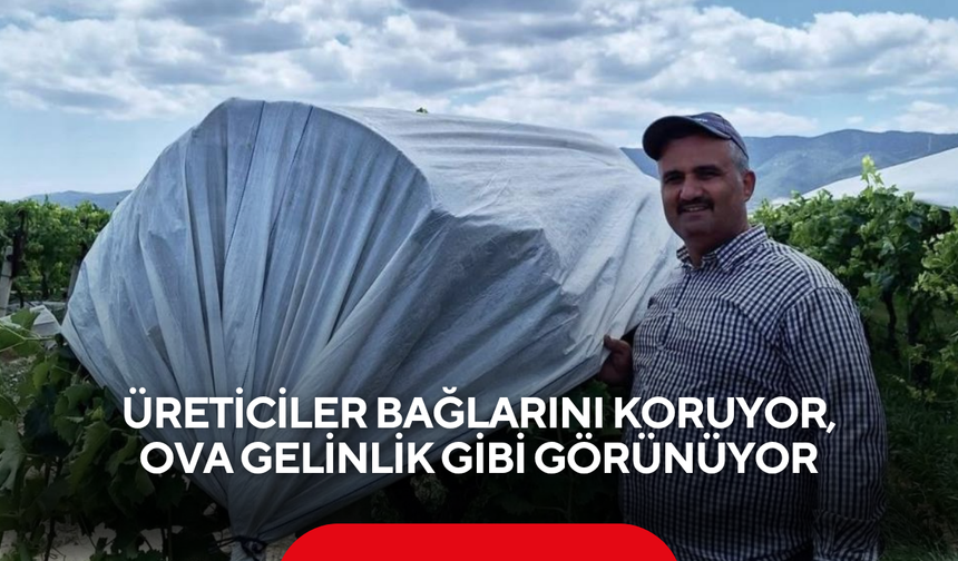 Üreticiler bağlarını koruyor, ova gelinlik gibi görünüyor