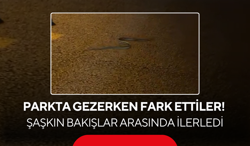 Salihli’de Parkta Gezerken Fark Ettiler! Şaşkın Bakışlar Arasında İlerledi