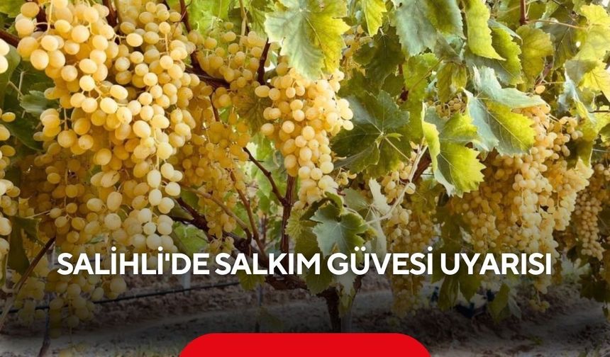 Salihli'de salkım güvesi alarmı: İlaçlama tarihleri açıklandı