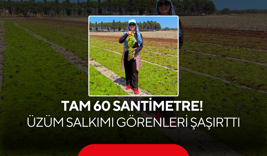 Tam 60 santimetre! Üzüm salkımı görenleri şaşırttı
