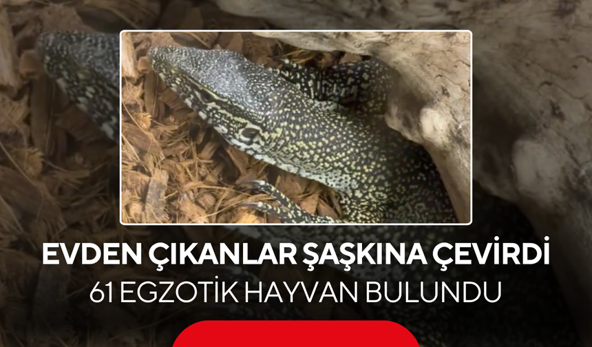 Evden çıkanlar şaşkına çevirdi... 61 egzotik hayvan bulundu