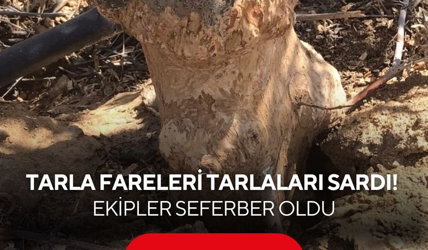 Yağışlar sonrası çoğaldılar! Tarla fareleri çiftçiyi alarma geçirdi...