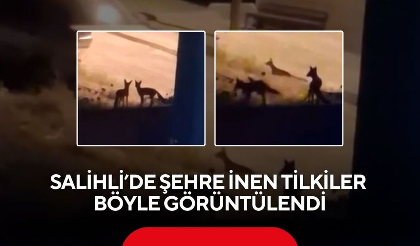 Salihli’de gece sürprizi! Tilkiler şehir merkezine indi