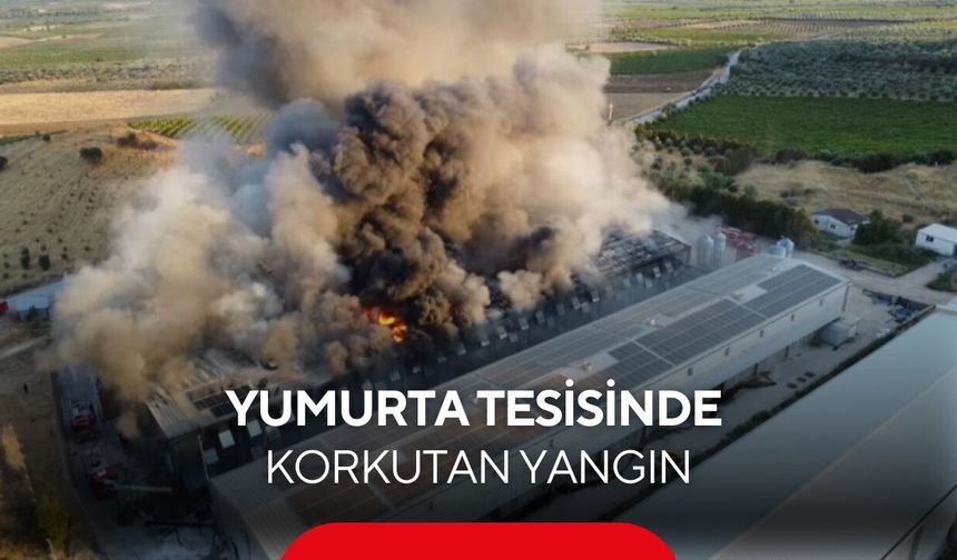 Turgutlu’da yumurta tesisinde korkutan yangın! 8 dönüm alan küle döndü