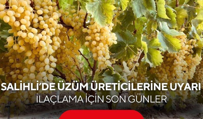 Salihli’de üzüm üreticilerine önemli uyarı: İlaçlama için son günler
