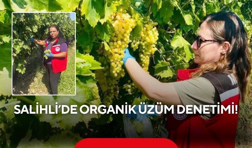 Salihli’de bağlar mercek altında: Üzümlerden numune alındı