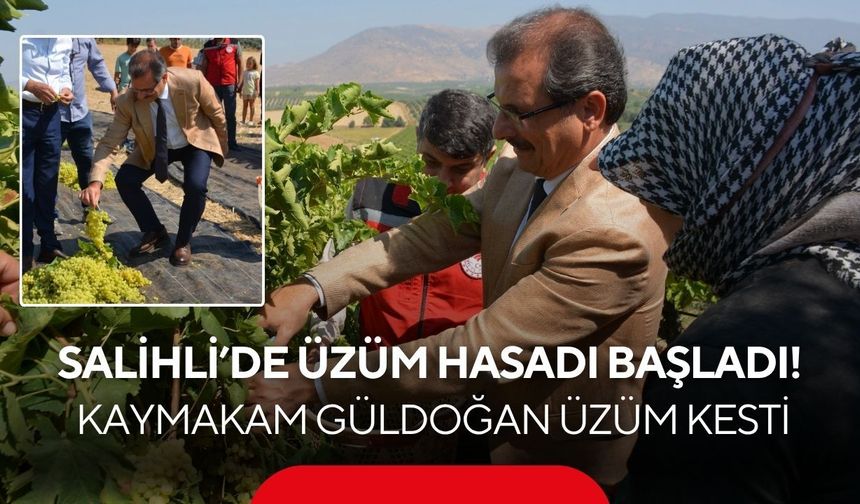 Salihli’de üzüm hasadı başladı! Kaymakam Güldoğan bağa girip üzüm kesti