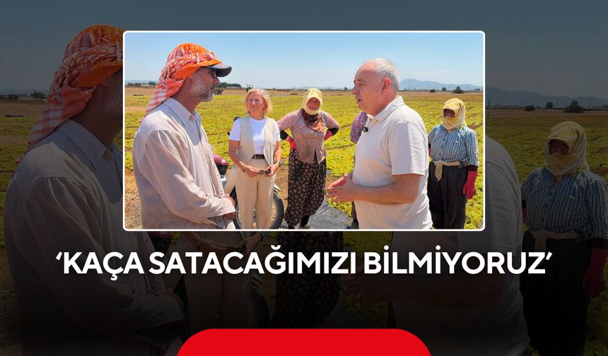 ‘Kesiyoruz ama kaça satacağımızı bilmiyoruz’