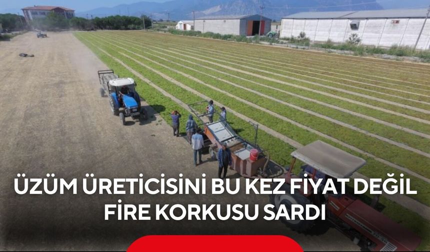 Üzüm üreticisini fire korkusu sardı! Rekolte kadar kayıp endişesi