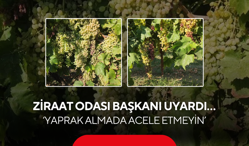 Ziraat Odası Başkanı uyardı… ‘Yaprak almada acele etmeyin’