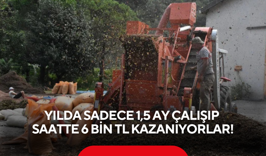 Yılda sadece 1,5 ay çalışıp saatte 6 bin TL kazanıyorlar! Yoğun mesai başladı...