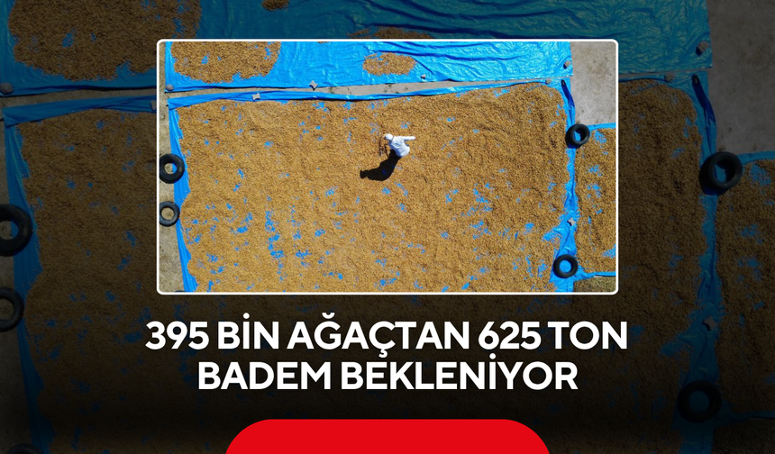625 Tonluk Rekolte Beklentisi Üreticiyi Umutlandırdı