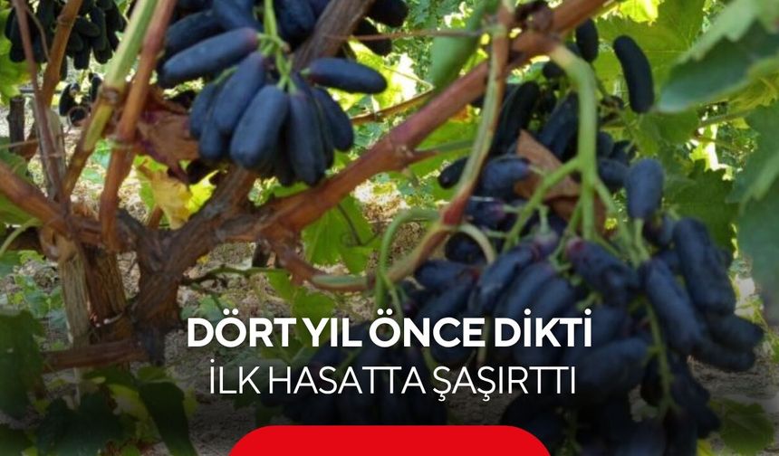 Dört yıl bekledi, ilk hasatta 7 ton aldı! | ilk hasatta şaşırttı...