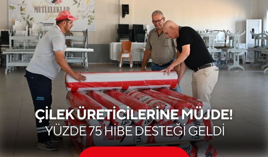 Üreticiler istedi, Büyükşehir yetiştirdi! Çilek tarlalarına yüzde 75 destek...