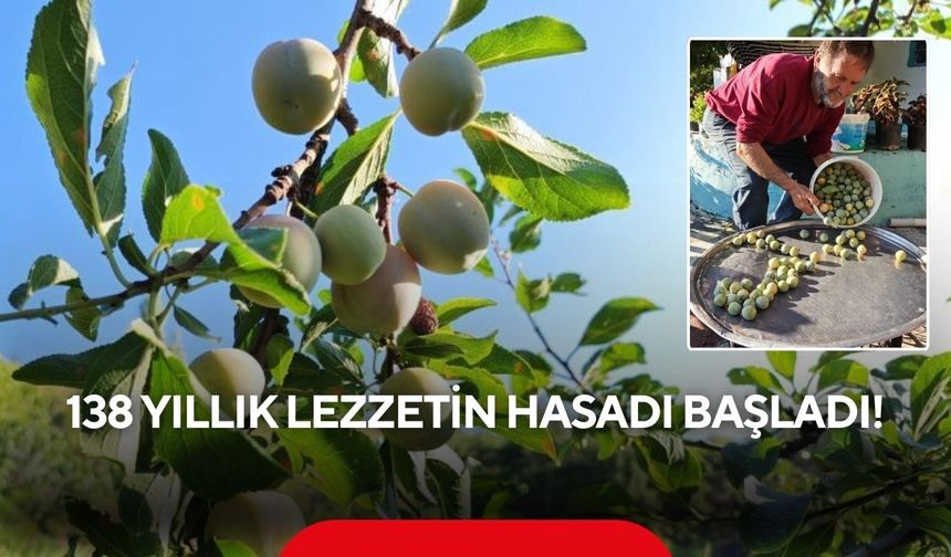 Manisa'nın tescilli lezzeti 'Figani Efendi Eriği'nde hasat başladı