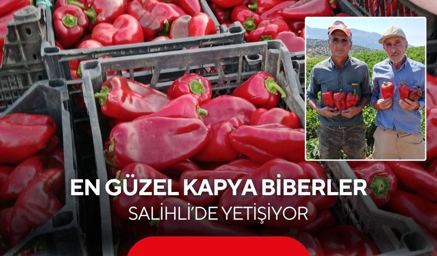 Salihli’de “Kırmızı İnci” hasadı başladı