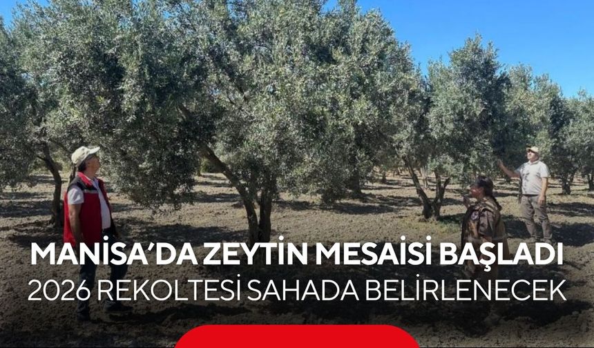 Manisa’da zeytin mesaisi başladı! 2026 rekoltesi sahada belirlenecek...