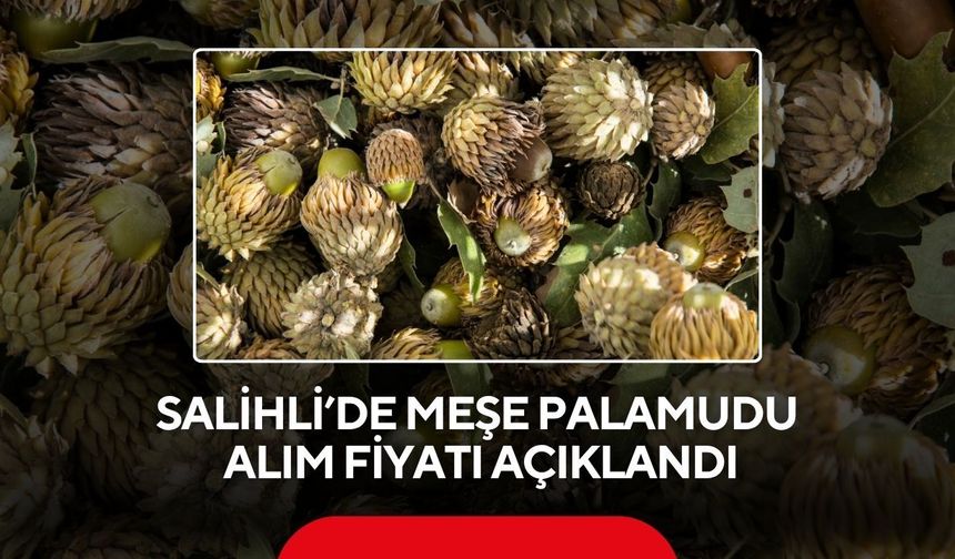 Salihli’de meşe palamudu fiyatı belli oldu: Kilosu 10,5 TL!