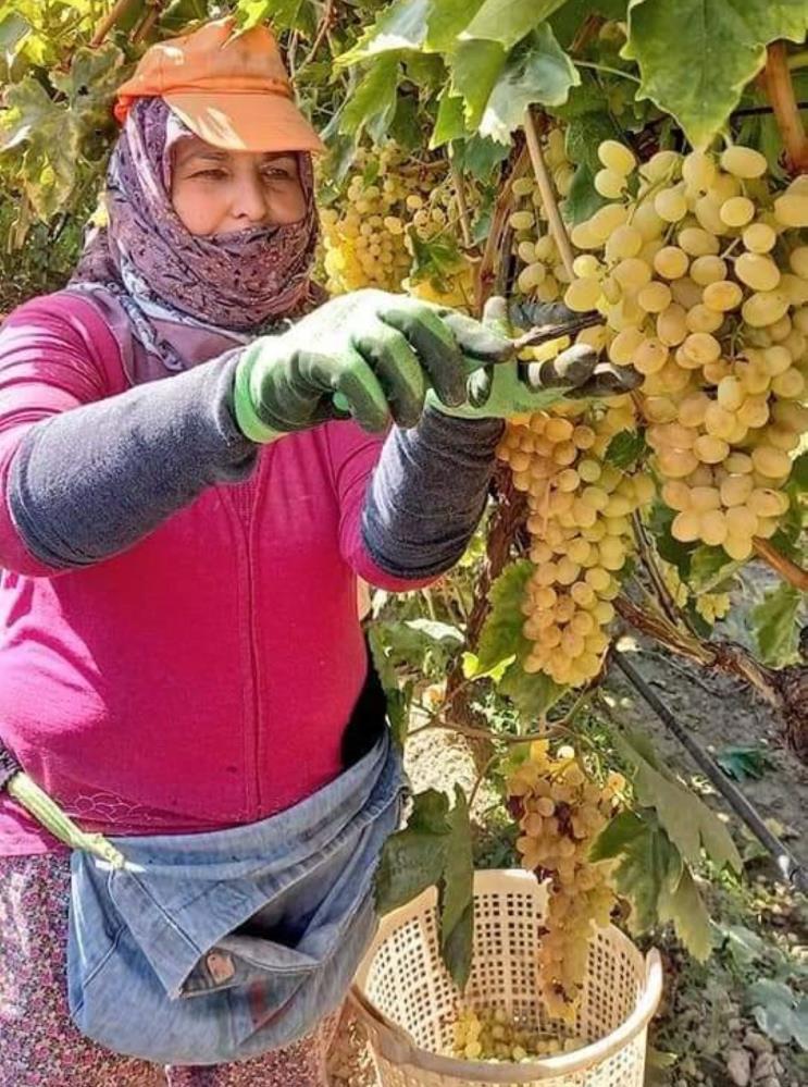 Kasım ayında da hasat sürüyor