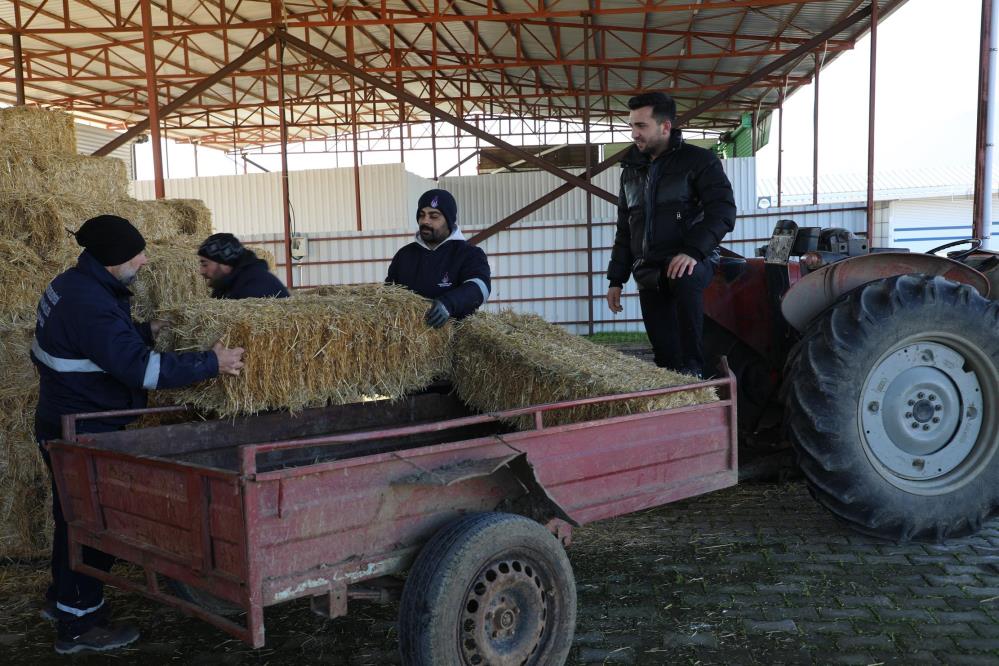 atıl durumda olan 50 dönümlük arazi