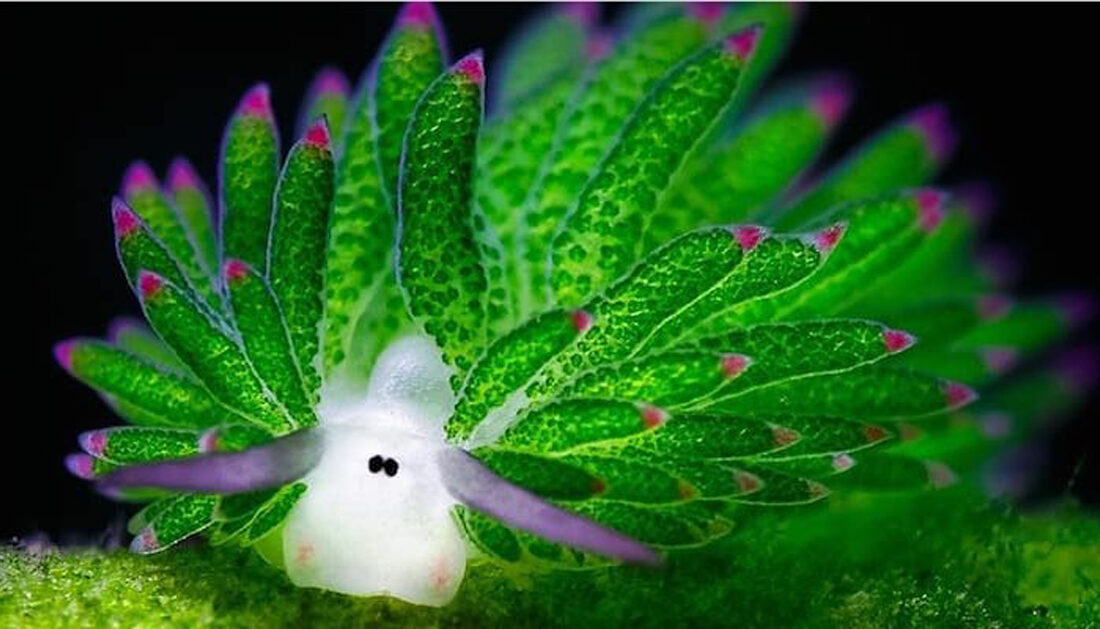 Deniz Koyunu Nedir (1)