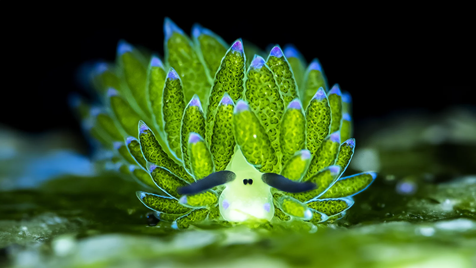 Deniz Koyunu Nedir (3)