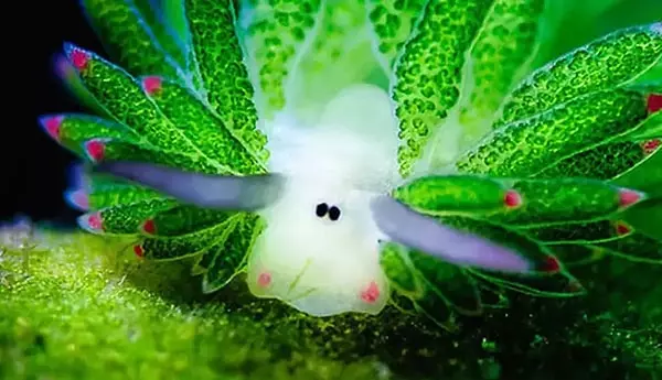 Deniz Koyunu Nedir (5)