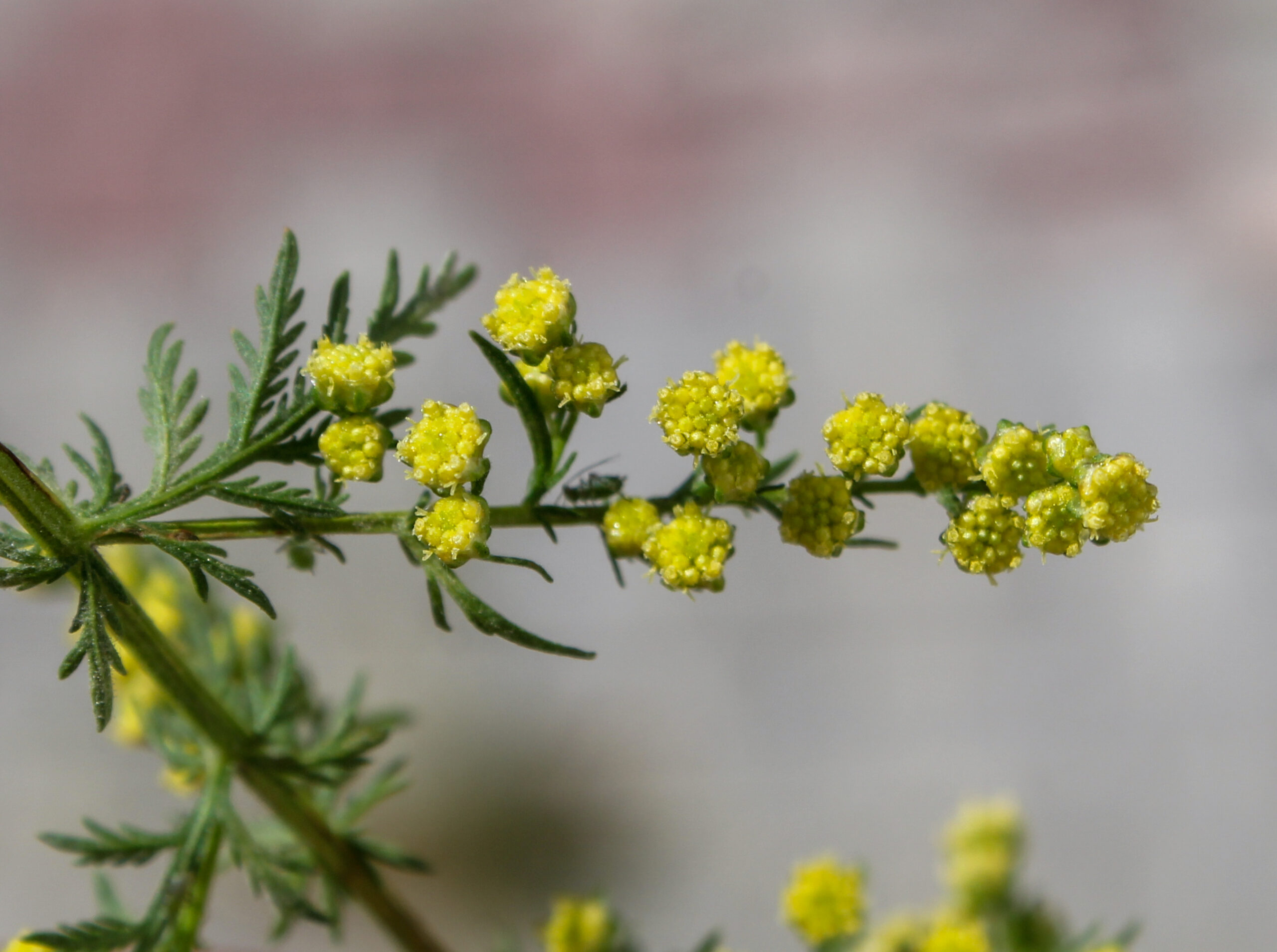 Artemisia Annua Flowers 1 Scaled