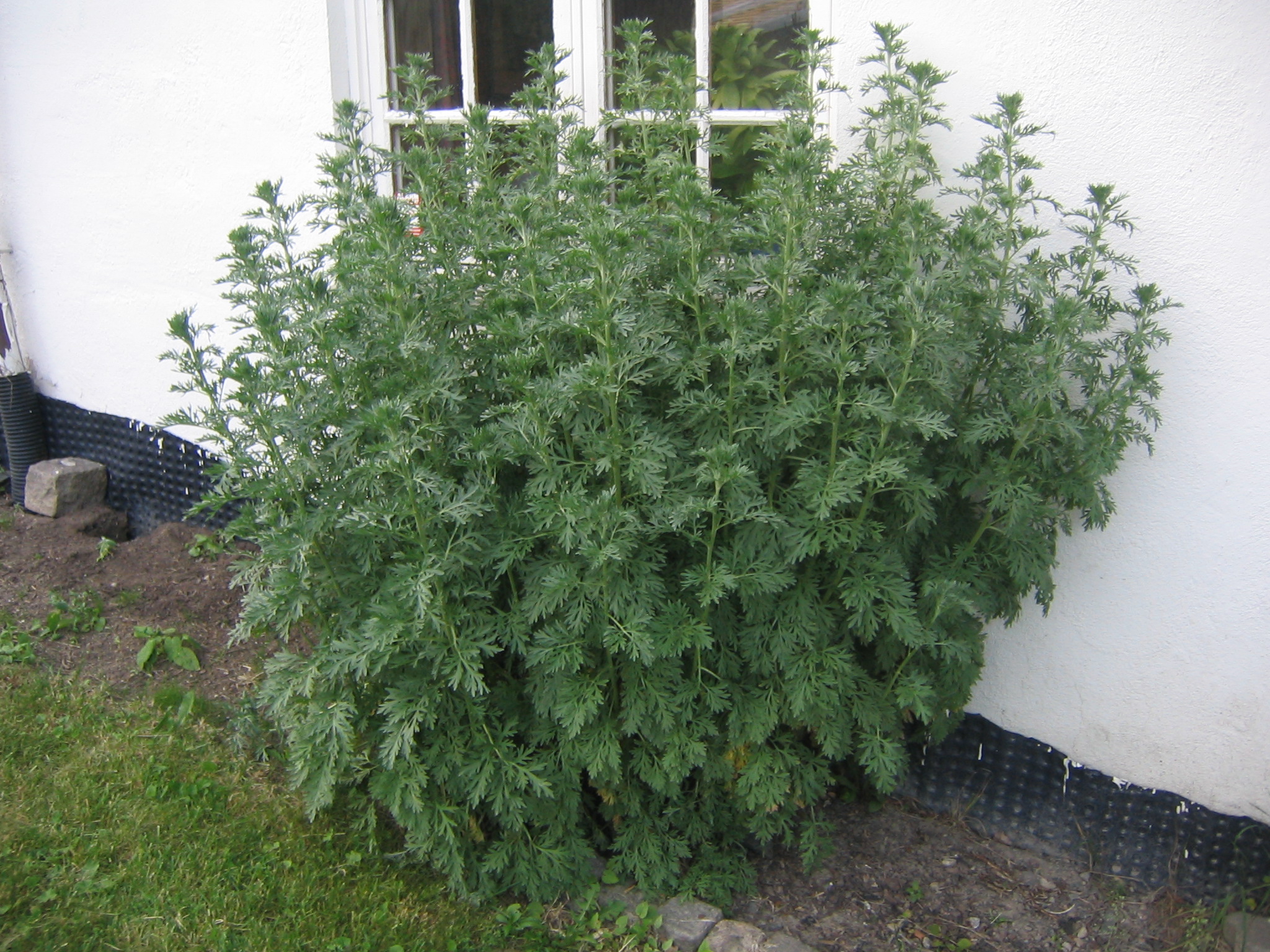 Artemisia Annua