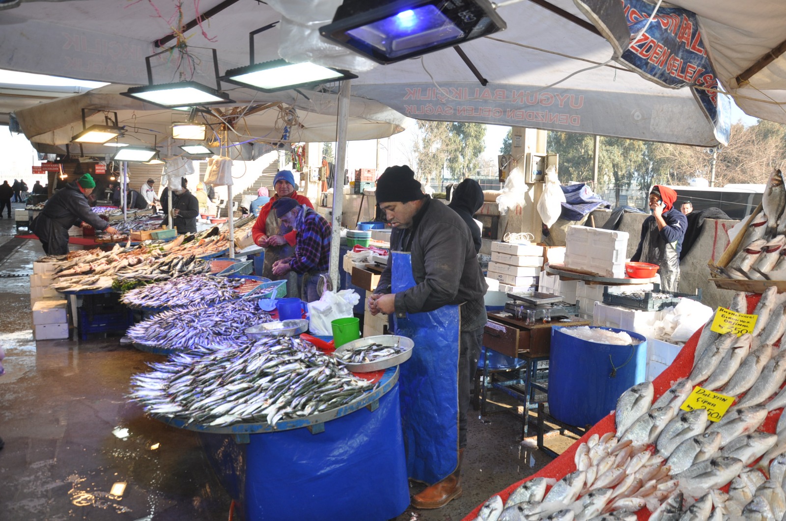 Balik Fiyatlari2.25 8