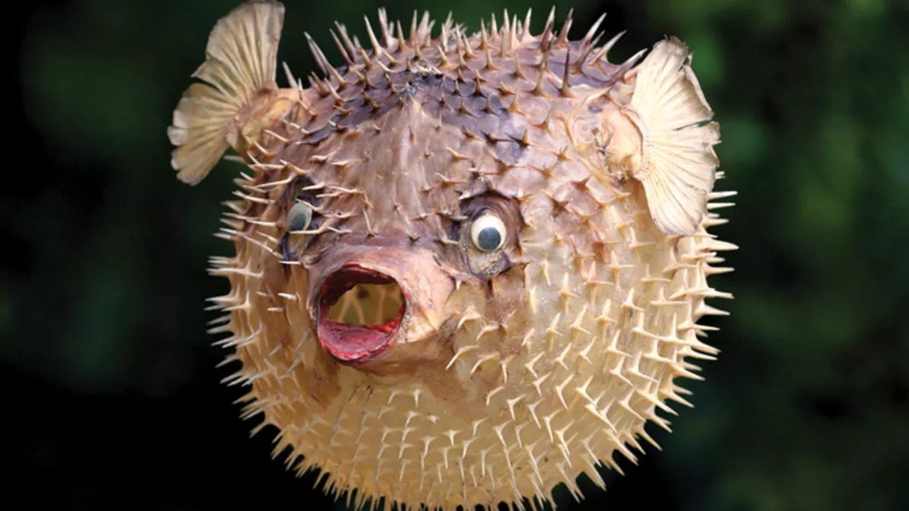 Balon Baligi Zehirlenmesi 4