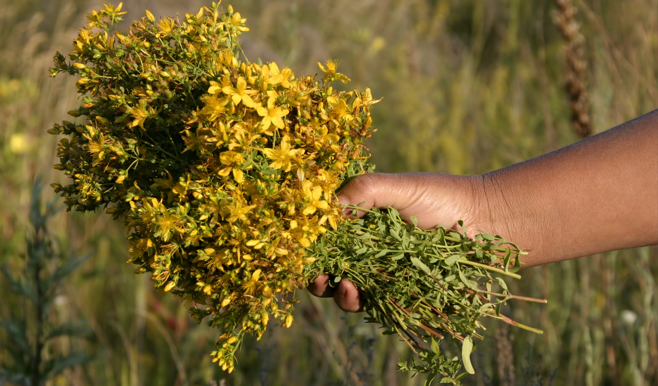 Kantaron Yağı Faydaları, Çeşitleri, Kullanım Alanları (11)