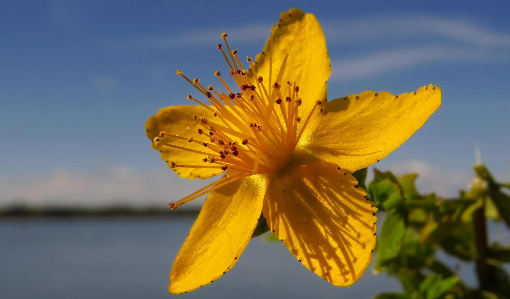 Kantaron Yağı Faydaları, Çeşitleri, Kullanım Alanları (13)