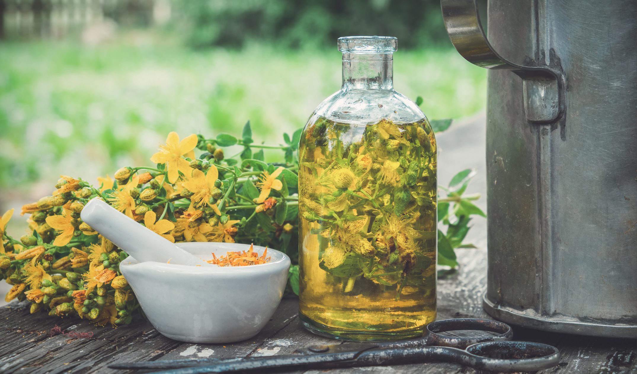 Kantaron Yağı Faydaları, Çeşitleri, Kullanım Alanları (14)