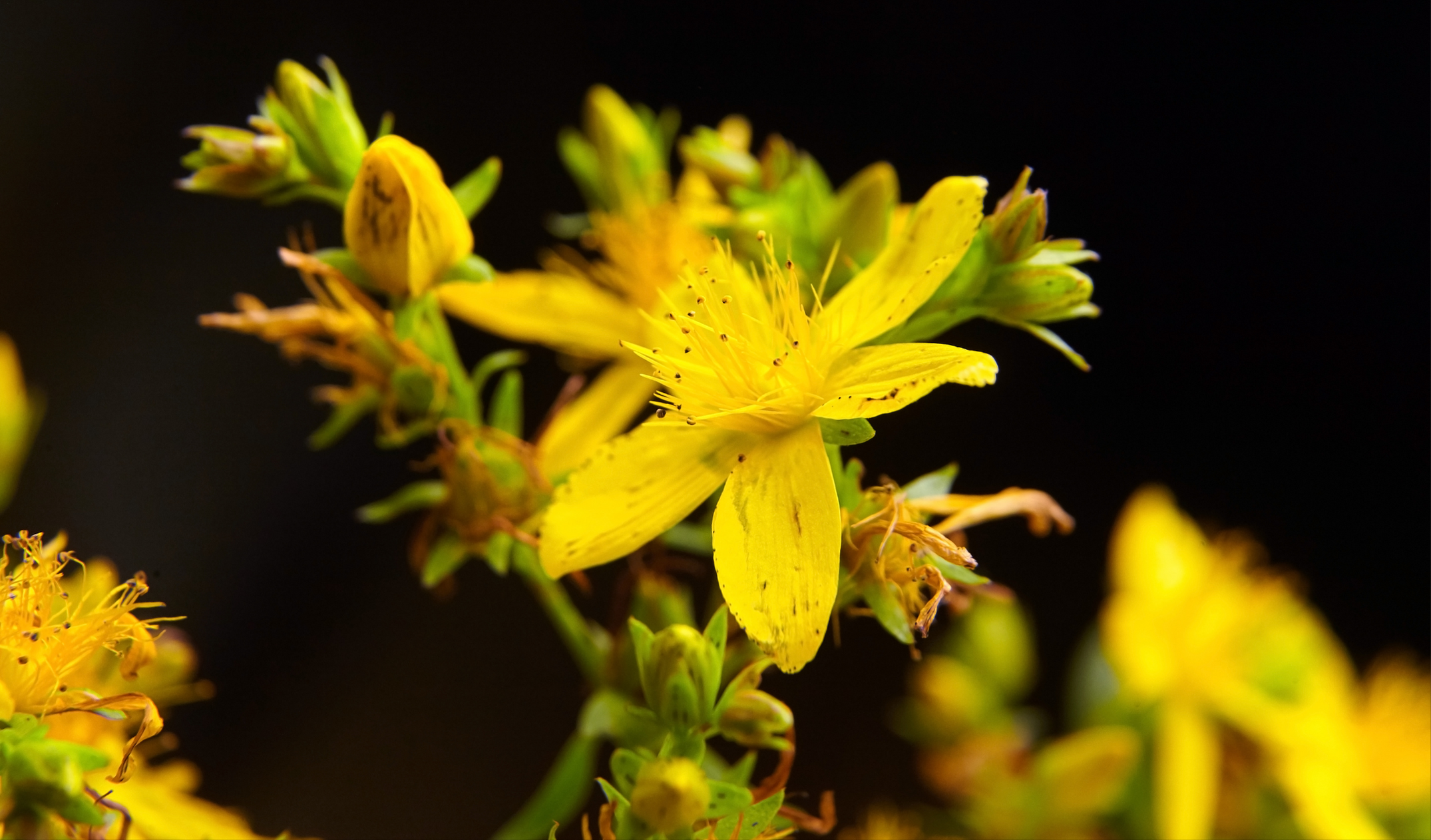 Kantaron Yağı Faydaları, Çeşitleri, Kullanım Alanları (6)