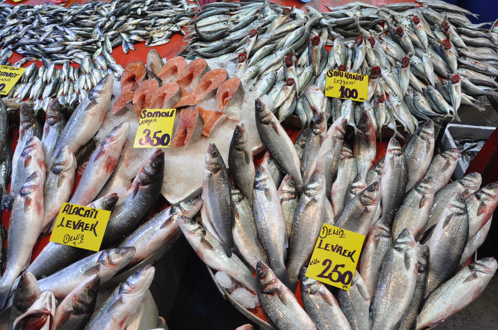 Balik Fiyatlari 21 Subat Carsamba7.08 3