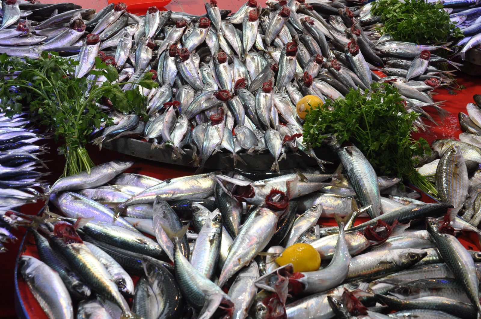 Pazarda Balik Fiyatlari 13 Mart Carsamba Pazari2.50