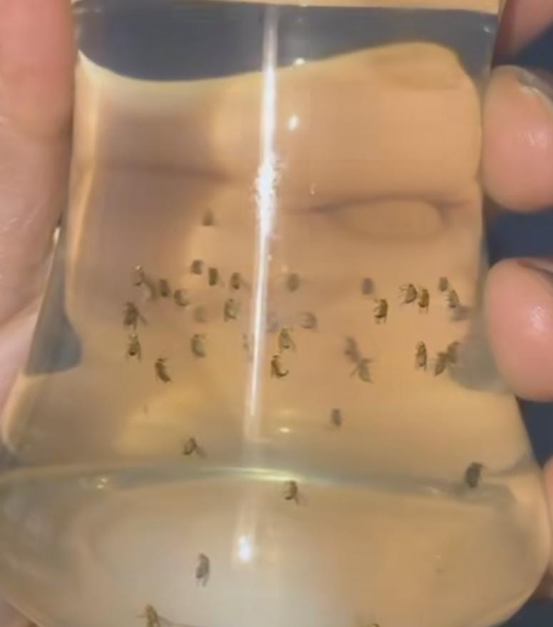 Doğal Sinek Kovucu Karışım