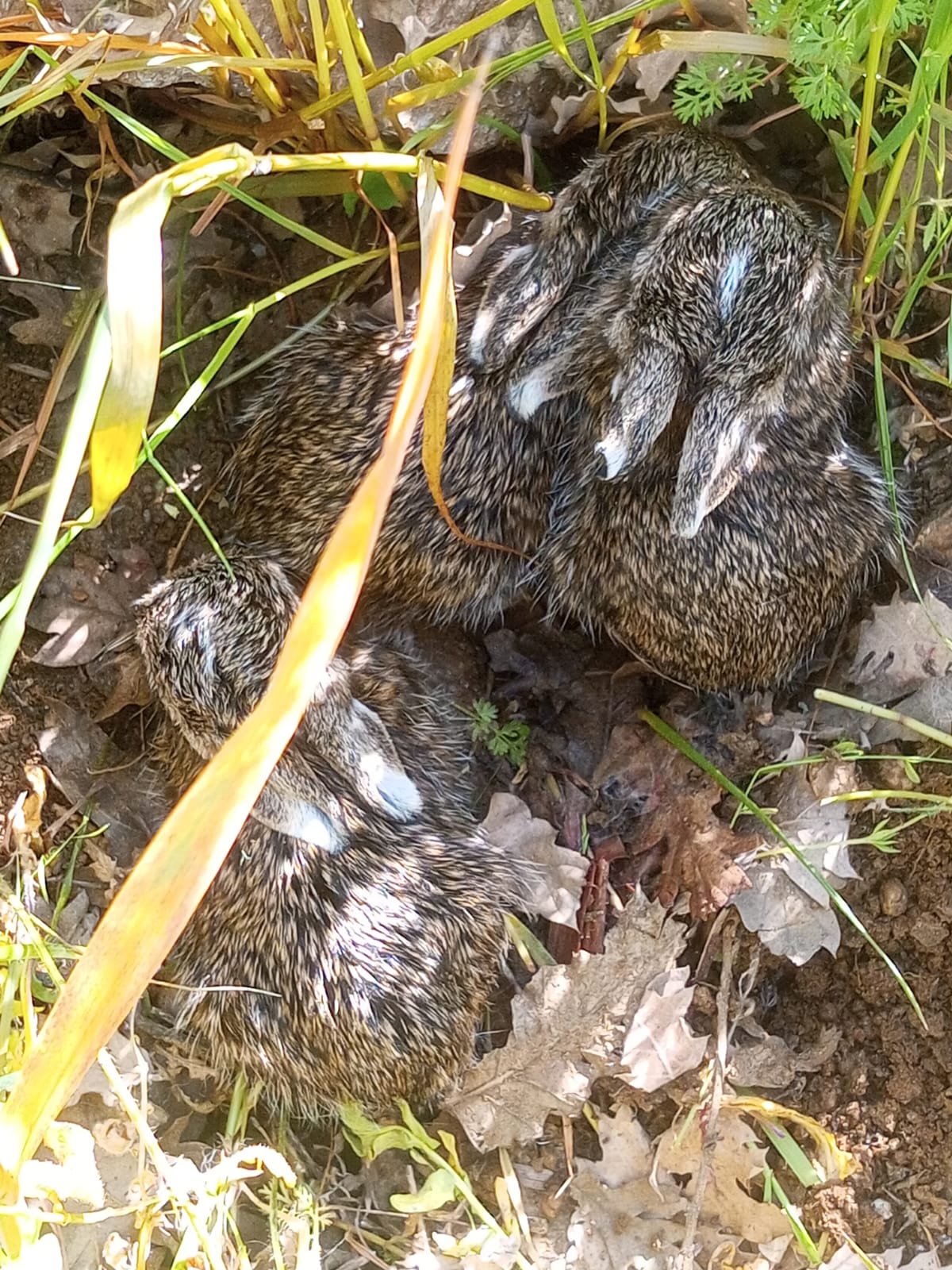 99270Bcf A375 412E A2C2 7Ab4391Dca3D