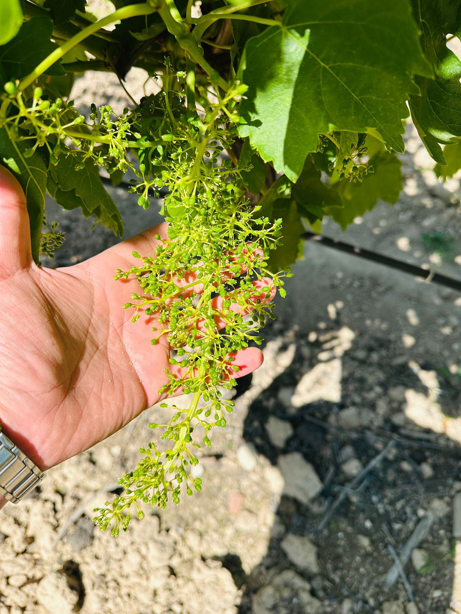 498136051 1120042046807349 7365213624247271234 N