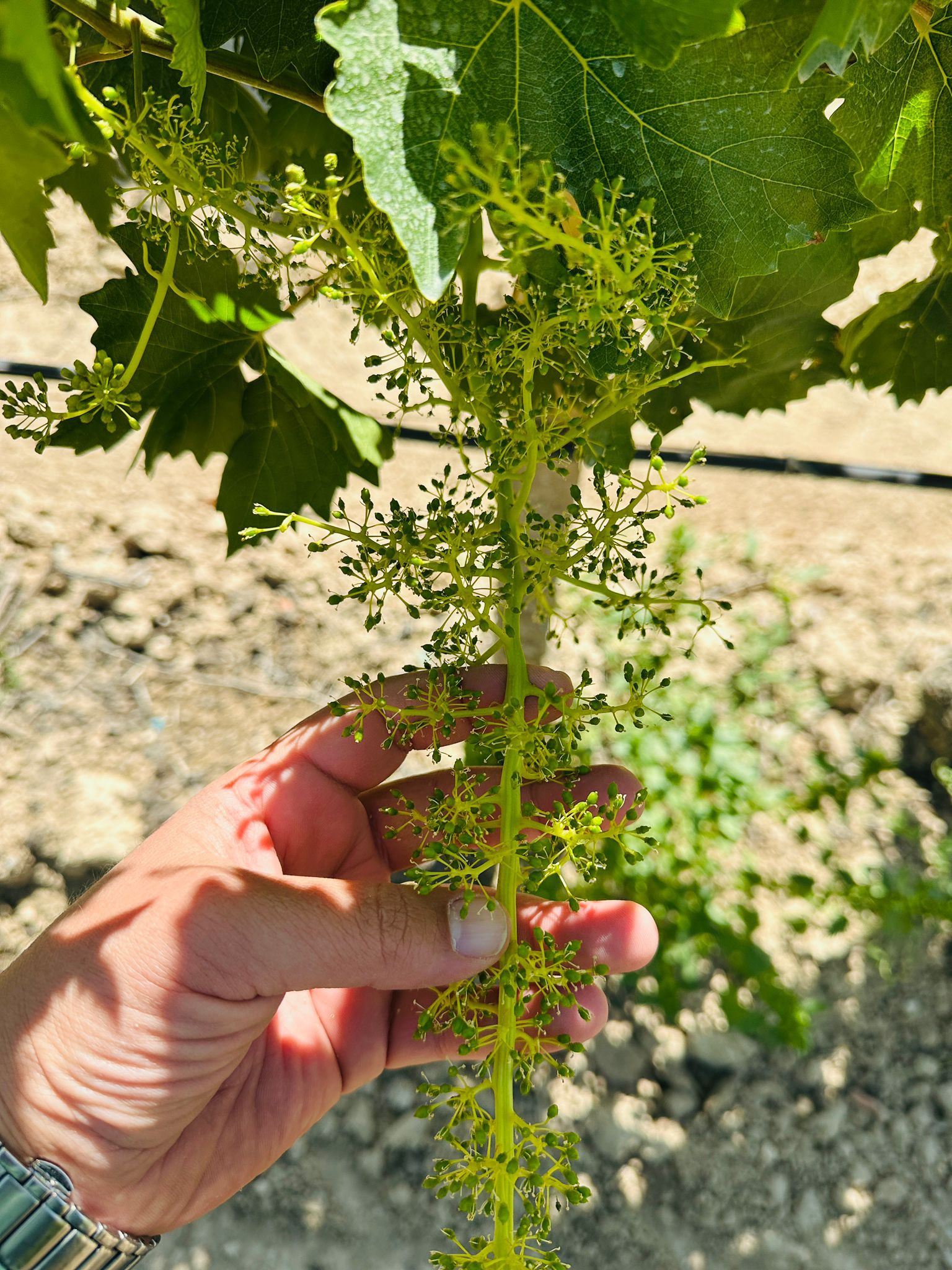 498528765 1120042080140679 6217709449711525429 N